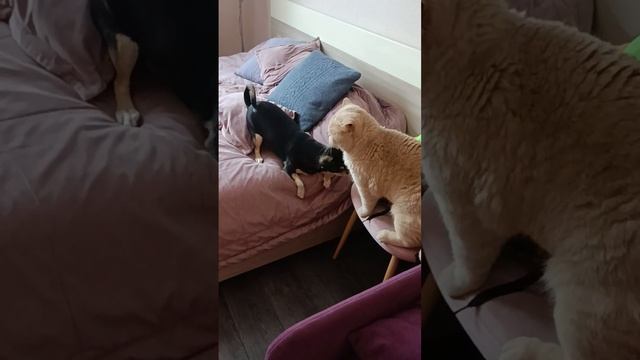 Когда в товарищах согласья нет. смотреть онлайн