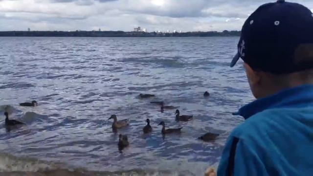 Дикие утки смотреть онлайн