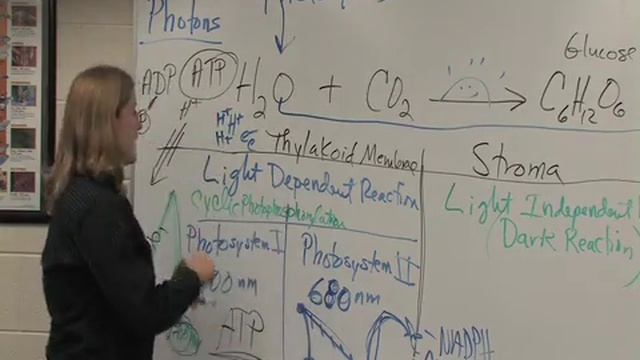 Photosynthesis Photosystem 2.mov смотреть онлайн
