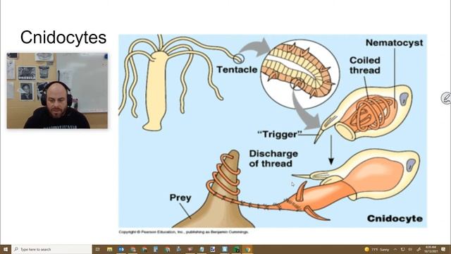 Zoology Unit 4 - 4.2 - Cnidarian Physiology смотреть онлайн