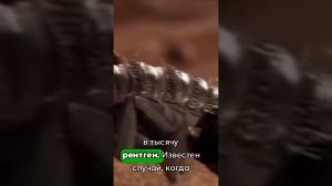 Скорпионы_последние_выжившие_в_мире_радиации_6774_preview