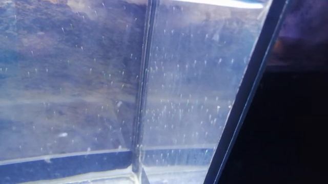 Данио 5 день после нереста смотреть онлайн