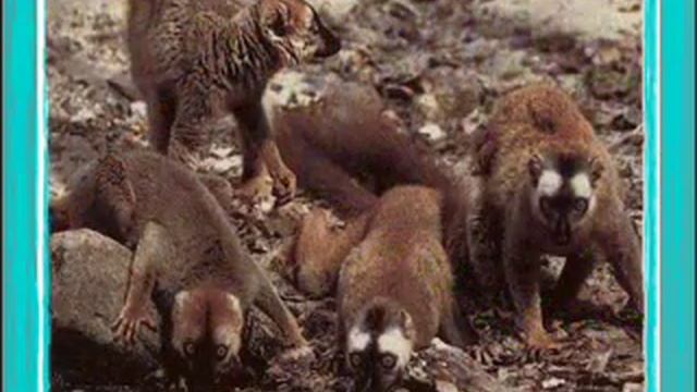 Reproductive Isolation смотреть онлайн