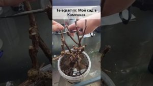 Обрезка гортензии Candy Love на размножение.