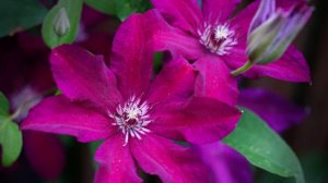 Клематис Стасик. 3 гр. Обрезки