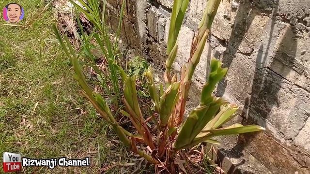 Bentuk Tunas Baru Rumput Guatemala Setelah Dipanen | Pakan Ternak | Bank Pakan | Guatemala смотреть онлайн