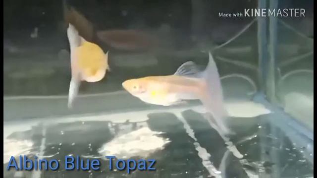 Different Strain of Guppy: Blue Dominant Color смотреть онлайн
