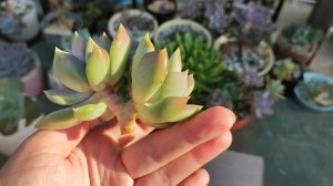 Пахиверия Драко