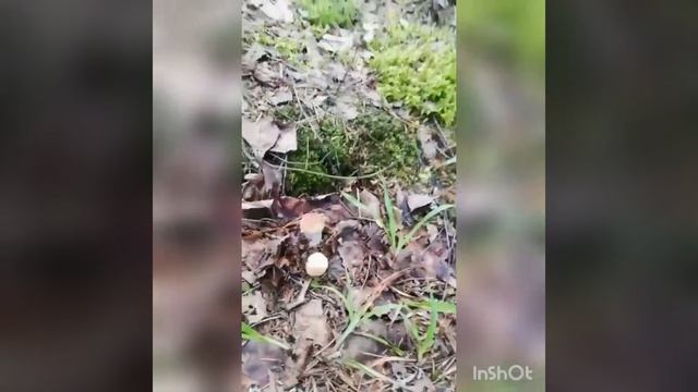 Грибная ошибка: алгоритм поиска боровиков... смотреть онлайн
