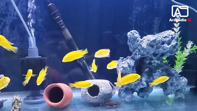 10 jenis ikan hias air tawar aquarium dengan harga 10 ribu смотреть онлайн