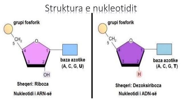 Përsëritje për Maturën Shtetërore 2019-2020. Acidet nukleike. смотреть онлайн