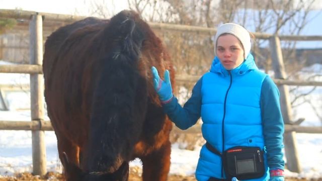 Видео урок- Обучение лошади трапеции смотреть онлайн