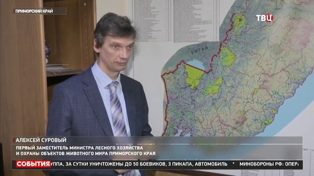 Амурские тигры зачистили ходить по деревням приморья!!! смотреть онлайн