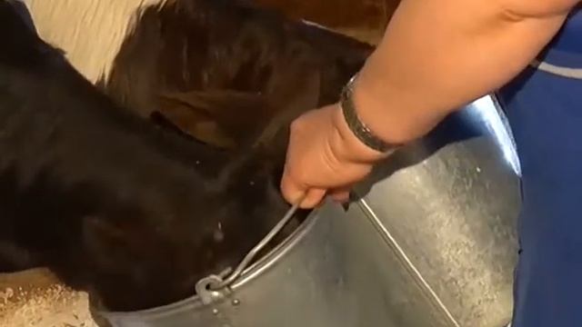 Животноводство в агрофирме Толькинская смотреть онлайн