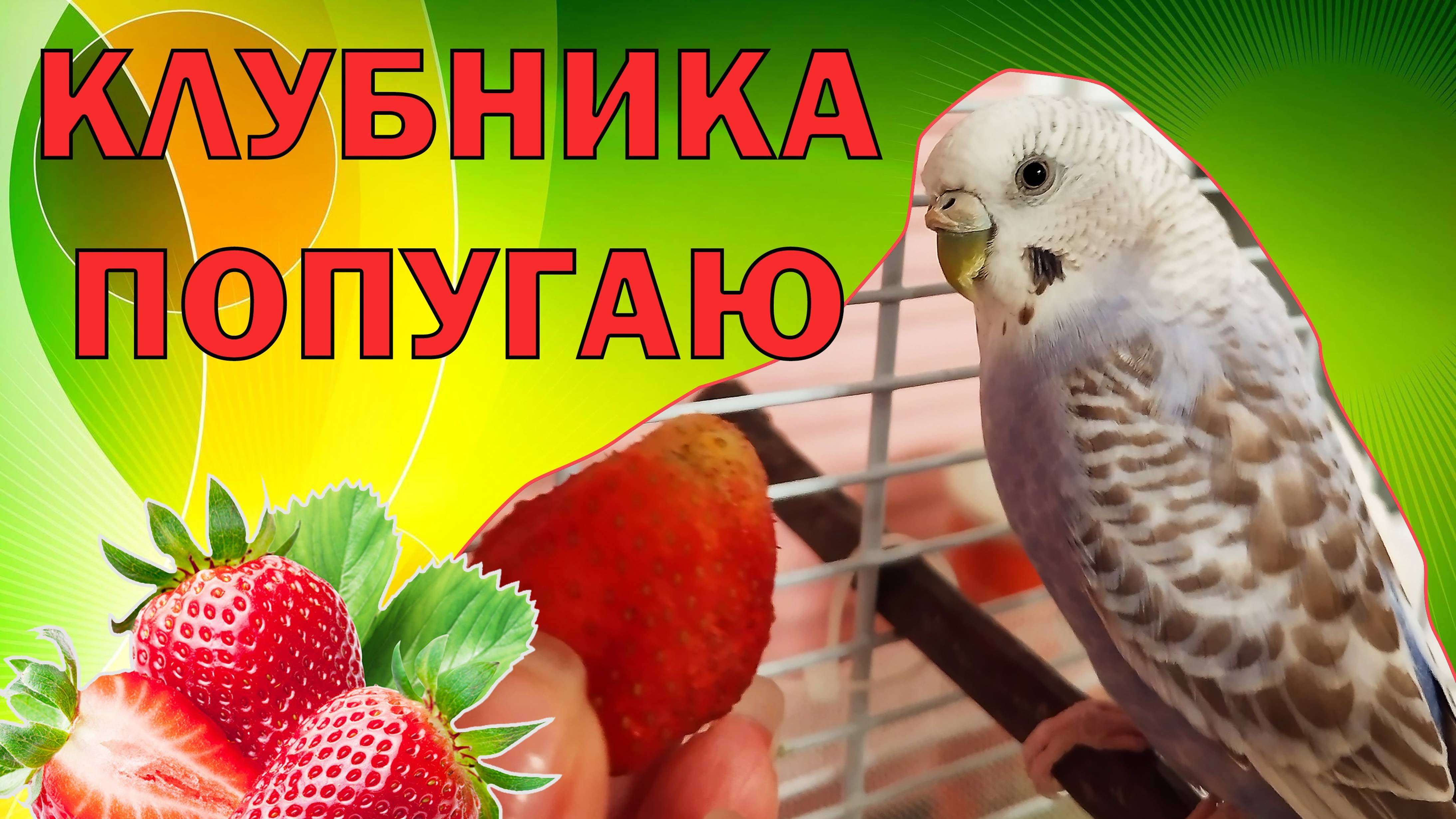 Можно ли есть попугаю клубнику? Как давать клубнику попугаю? смотреть онлайн