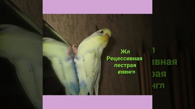 Мутация спенгл