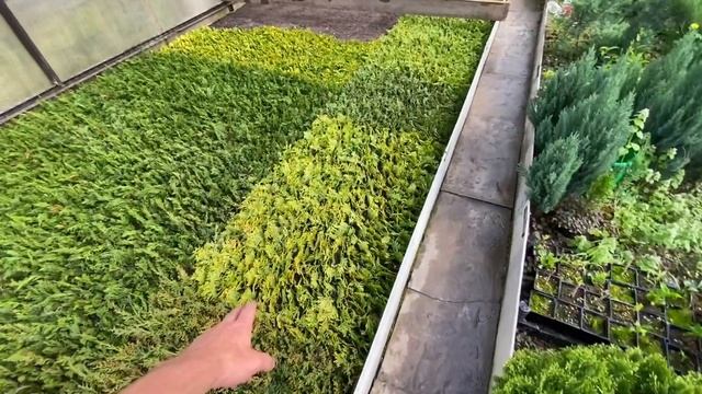 Продолжаю черенкование декоративных растений.🌳 Как идут дела в теплицах. смотреть онлайн