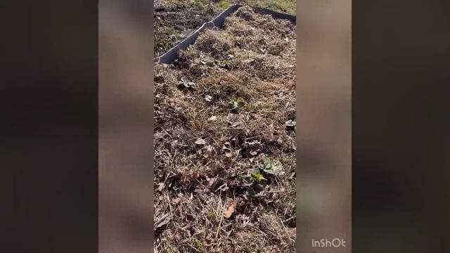 МУЛЬЧИРОВАНИЕ КЛУБНИКИ