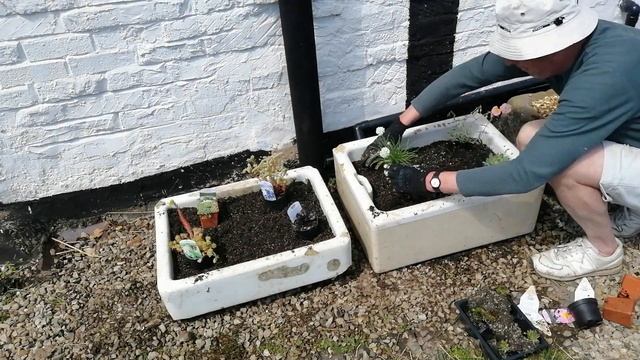 TIMELAPSE. Alpine and succulent garden, sempervivum, sedum, ajuga, armeria, leptinella смотреть онлайн