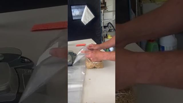 How To Properly Fold Mushroom Grow Bags смотреть онлайн