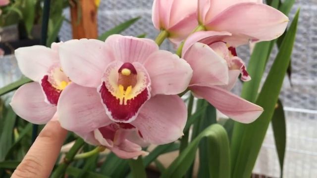 Cymbidiums—blooms and care смотреть онлайн