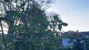 Розы в саду 2024. Обзор весеннего сада роз. Состояние роз весной. Первые бутоны роз.