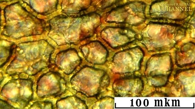 Lycopene | Ликопин