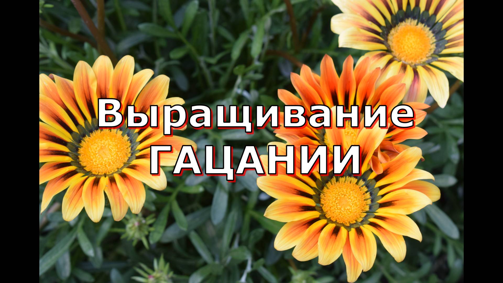 Полезные советы по выращиванию Гацании - от посева до цветения смотреть онлайн