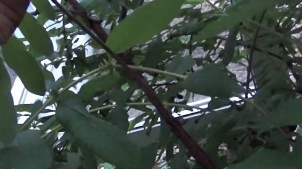 жимлость сорт нимфа