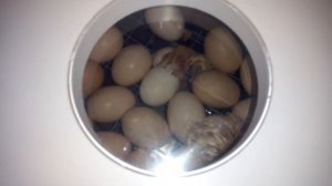 У НАС ВСЕ ПОЛУЧИЛОСЬ!!!!Инкубатор блиц 48 и вывод мини мясных.