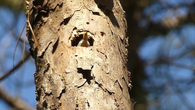 Birding at the Kreher Preserve & Nature Center смотреть онлайн