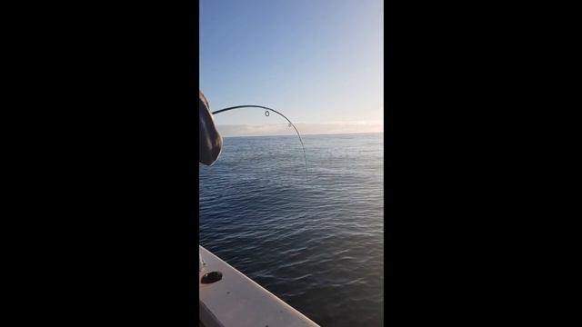 20lb 103cm Pink Snapper on light Tackle, Bunbury Western Australia смотреть онлайн