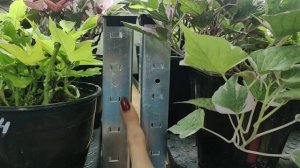 Где купить такие стеллажи для рассады. Какие выбрать? Честный обзор с размерами.