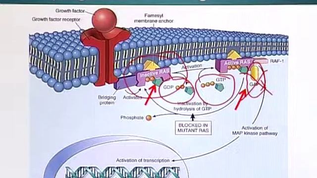 BIO201_Topic142 смотреть онлайн