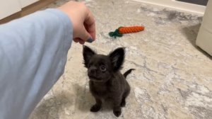 Я ЗАВЕЛА ЩЕНКА