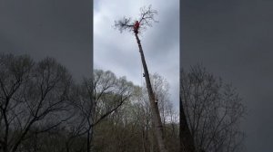 Удаление наклонного дерева на дачном участке❗Арбористика. Stihl 201.