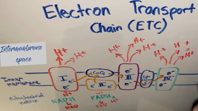 Cellular Respiration & Photosynthesis | Rhea’s Recap смотреть онлайн