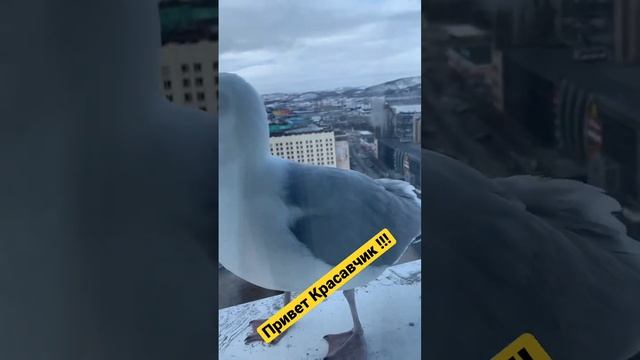 Привет красавчик!!! смотреть онлайн