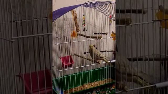 Чики корелла говорит привет смотреть онлайн