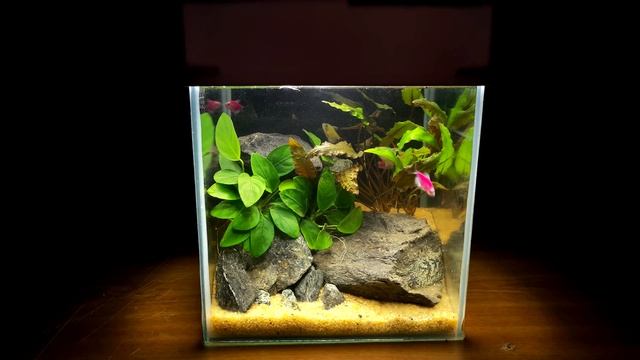 ПРОСТОЙ АКВАРИУМ В 4К СО СТРИМА. SIMPLE AQUARIUM смотреть онлайн