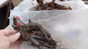 Распаковка посылки с пионами