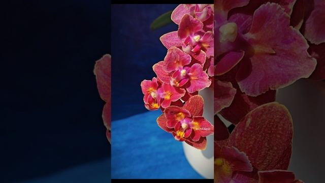 Phal. Diffusion peloric🦋 (Парфюмерная фабрика) 💕 Домашнее цветение ароматной орхидеи бабочки Дифью смотреть онлайн