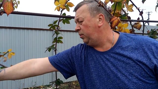 Как Обрезать Ежевику Бесшипную/Весна или Осень/ Садовая Ежевика(Выращивание, Формировка, Уход)/(0+) смотреть онлайн