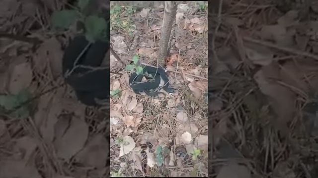 В Подмосковье проснулись змеи. Осторожно. смотреть онлайн