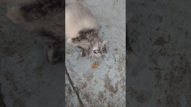 ☀️ смотреть онлайн