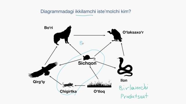 Oziq Zanjiridagi Vazifalarni Aniqlashga Misol | Ekologiya | Yuqori Sinf Biologiyasi