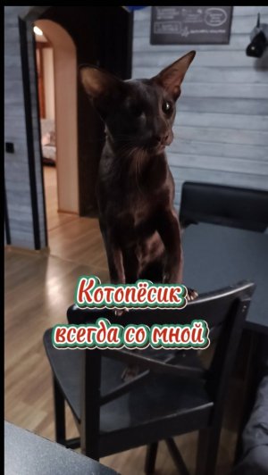 Котопёсик  Бадди, всегда рядом со мной