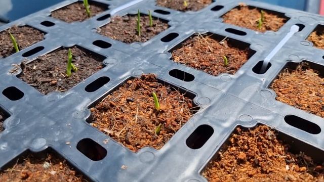 [Klasmann TS3 vs Comoss Performance] 14 Days after Sowing смотреть онлайн