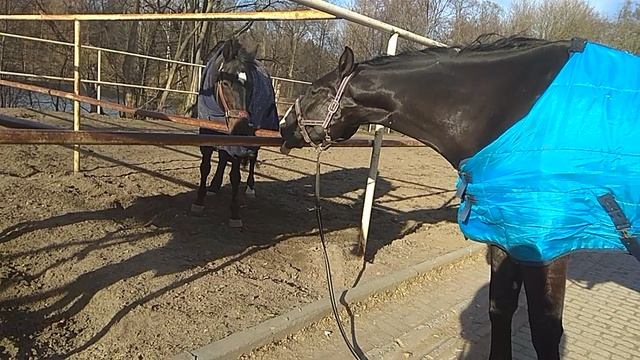 весна. кони общаются и получают удовольствие... 2020.03.25_164507 смотреть онлайн