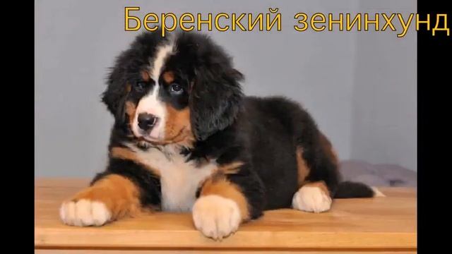 собаки смотреть онлайн